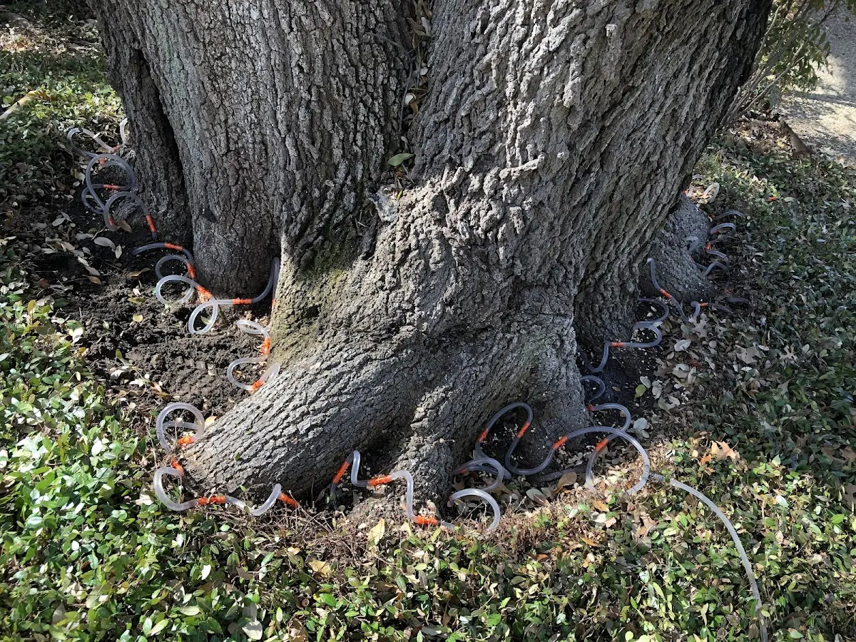 Detailed Tree Cabling and Bracing job site in Loudon