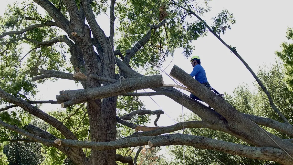 Professional Hazardous Tree Removal performed by certified arborists in Loudon